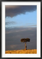 Framed Single Umbrella Thorn Acacia Tree at sunset, Masai Mara Game Reserve, Kenya