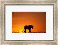 Framed Silhouette of Lion, Masai Mara Game Reserve, Kenya