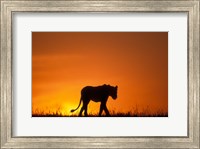 Framed Silhouette of Lion, Masai Mara Game Reserve, Kenya