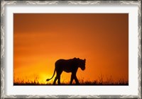 Framed Silhouette of Lion, Masai Mara Game Reserve, Kenya