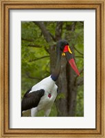 Framed Saddle-billed Stork, Kruger NP, South Africa