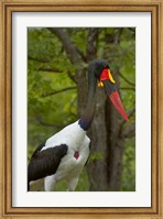 Framed Saddle-billed Stork, Kruger NP, South Africa