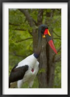 Framed Saddle-billed Stork, Kruger NP, South Africa