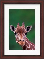 Framed Reticulated Giraffe, Impala Ranch, Kenya