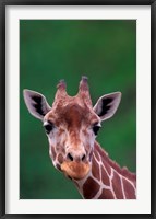 Framed Reticulated Giraffe, Impala Ranch, Kenya