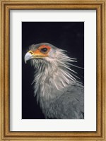 Framed Secratarybird, South Africa