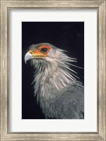 Framed Secratarybird, South Africa