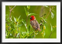 Framed Red-headed Quelea, Serengeti National Park, Tanzania