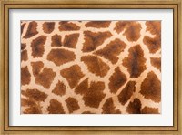 Framed Reticulated giraffe, Luangwa Valley, Zambia