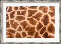 Framed Reticulated giraffe, Luangwa Valley, Zambia