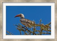 Framed Red-billed Hornbill, Samburu Game Reserve, Kenya