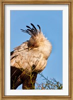 Framed Secretarybird seen in the Masai Mara, Kenya