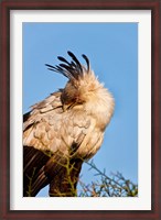 Framed Secretarybird seen in the Masai Mara, Kenya