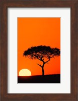 Framed Single Acacia tree at sunrise, Masai Mara, Kenya