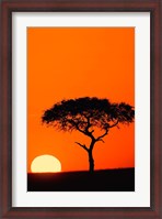 Framed Single Acacia tree at sunrise, Masai Mara, Kenya