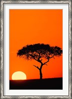 Framed Single Acacia tree at sunrise, Masai Mara, Kenya