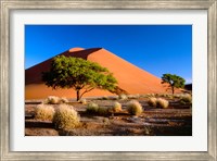 Framed Trees with Sossosvlei Dunes, Namib-Naukluff Park, Namibia