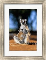 Framed Ring-tailed Lemur primate, Berenty Reserve, Madagascar