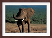Framed South Africa, Addo Elephant NP, Angry Bull Elephant