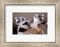 Framed Ring-tailed Lemurs, Berenty Private Reserve, Madagascar