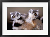 Framed Ring-tailed Lemurs, Berenty Private Reserve, Madagascar