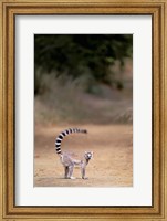 Framed Ring-tailed Lemur, Berenty Reserve, Madagascar