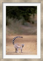 Framed Ring-tailed Lemur, Berenty Reserve, Madagascar