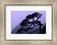 Framed Seeing Off Pine Tree on Mt Huangshan (Yellow Mountain), China