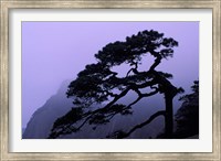Framed Seeing Off Pine Tree on Mt Huangshan (Yellow Mountain), China