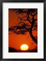 Framed Silhouetted Tree Branches, Kalahari Desert, Kgalagadi Transfrontier Park, South Africa