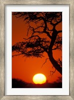 Framed Silhouetted Tree Branches, Kalahari Desert, Kgalagadi Transfrontier Park, South Africa