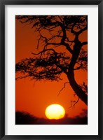 Framed Silhouetted Tree Branches, Kalahari Desert, Kgalagadi Transfrontier Park, South Africa