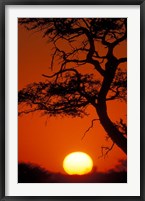 Framed Silhouetted Tree Branches, Kalahari Desert, Kgalagadi Transfrontier Park, South Africa