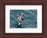 Framed Sea Bird of Cape Petrel, Antarctica