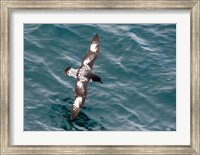 Framed Sea Bird of Cape Petrel, Antarctica