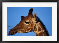 Framed Reticulated Giraffe, Kenya