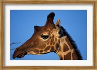 Framed Reticulated Giraffe, Kenya