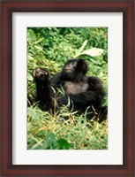 Framed Rwanda, Six year old mountain Gorilla, March