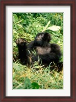 Framed Rwanda, Six year old mountain Gorilla, March