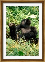 Framed Rwanda, Six year old mountain Gorilla, March