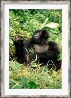 Framed Rwanda, Six year old mountain Gorilla, March
