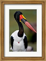 Framed Saddle-Billed Stork Portrait, Tanzania