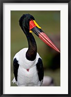 Framed Saddle-Billed Stork Portrait, Tanzania