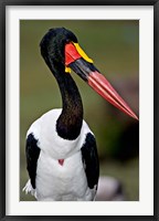 Framed Saddle-Billed Stork Portrait, Tanzania