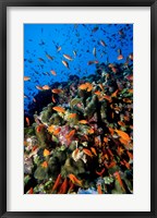 Framed Scalefin Anthias Fish at Habili Ali, Red Sea, Egypt