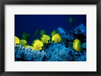 Framed School of Masked Butterflyfish, Red Sea, Egypt