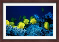 Framed School of Masked Butterflyfish, Red Sea, Egypt