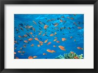 Framed Scalefin Anthias, Elphinstone Reef, Red Sea, Egypt
