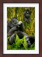 Framed Rwanda, Silverback, Mountain Gorillas