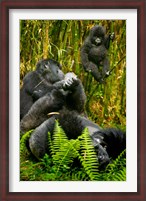 Framed Rwanda, Silverback, Mountain Gorillas